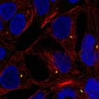 Immunofluorescent staining of human cell line RT4 shows localization to centrosome.