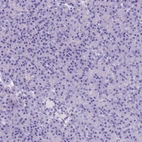 Immunohistochemical staining of human pancreas shows no positivity in exocrine glandular cells as expected.