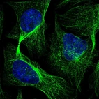 Immunofluorescent staining of human cell line U-2 OS shows localization to microtubules & cytokinetic bridge.