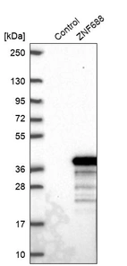 Western blot analysis in control (vector only transfected HEK293T lysate) and ZNF688 over-expression lysate (Co-expressed with a C-terminal myc-DDK tag (~3.1 kDa) in mammalian HEK293T cells, LY407996).