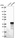 Anti-ZNF688 Antibody