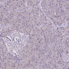 Immunohistochemical staining of human pancreas shows low expression as expected.