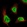 Anti-ANKFN1 Antibody