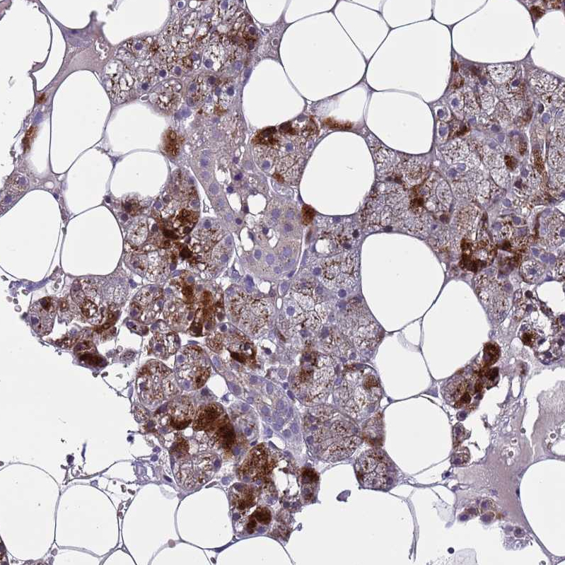 Anti-FAM20A Antibody