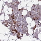 Anti-FAM20A Antibody