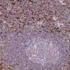 Immunohistochemical staining of human lymph node shows strong membranous positivity in non-germinal center cells.