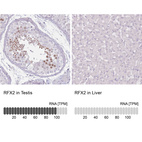 Anti-RFX2 Antibody