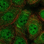 Immunofluorescent staining of human cell line MCF7 shows localization to nucleoplasm, cytosol & the Golgi apparatus.