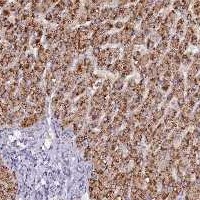Anti-PCNX1 Antibody