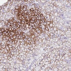 Anti-ELOA2 Antibody