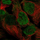 Immunofluorescent staining of human cell line HEK 293 shows localization to nucleoplasm & cytosol.