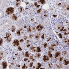 Anti-CLEC18B Antibody