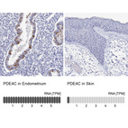 Anti-PDE4C Antibody