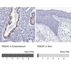 Anti-PDE4C Antibody