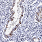 Immunohistochemical staining of human endometrium shows high expression.