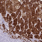 Immunohistochemical staining of human adrenal gland shows strong cytoplasmic positivity in glandular cells in adrenal cortex.