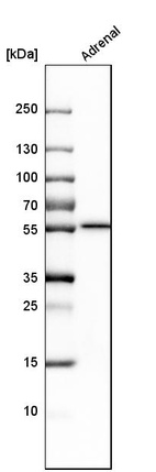 Western blot analysis in human adrenal gland tissue.