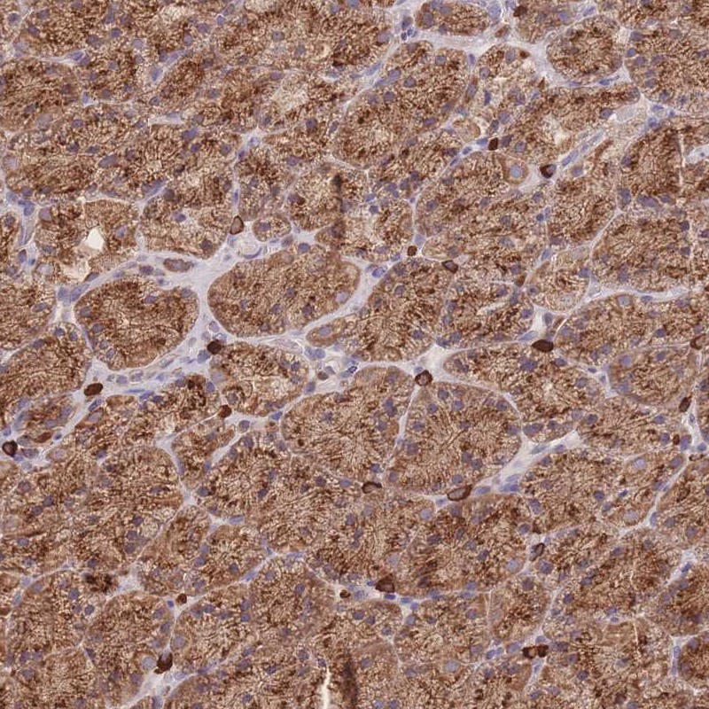 Anti-SGSM3 Antibody