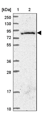 Lane 1: Marker [kDa] 250, 130, 95, 72, 55, 36, 28, 17, 10_br/_Lane 2: Human cell line RT-4