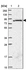 Anti-SGSM3 Antibody