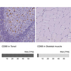 Anti-CD68 Antibody