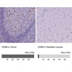 Immunohistochemistry analysis in human tonsil and skeletal muscle tissues using HPA048982 antibody. Corresponding CD68 RNA-seq data are presented for the same tissues.
