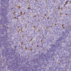 Anti-CD68 Antibody