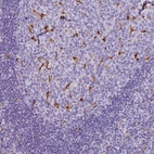 Immunohistochemical staining of human tonsil shows strong cytoplasmic positivity in a subset of non-germinal center cells.