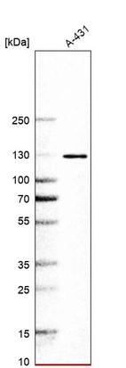 Western blot analysis in human cell line A-431.