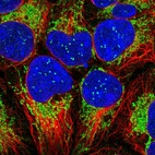 Immunofluorescent staining of human cell line HEK 293 shows localization to nucleoli fibrillar center & mitochondria.