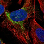 Immunofluorescent staining of human cell line U-2 OS shows localization to mitochondria.