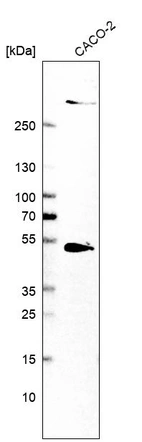 Western blot analysis in human cell line CACO-2.