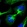 Anti-C21orf91 Antibody