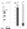 Anti-ITCH Antibody