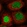 Anti-ITCH Antibody