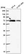 Anti-RBBP5 Antibody