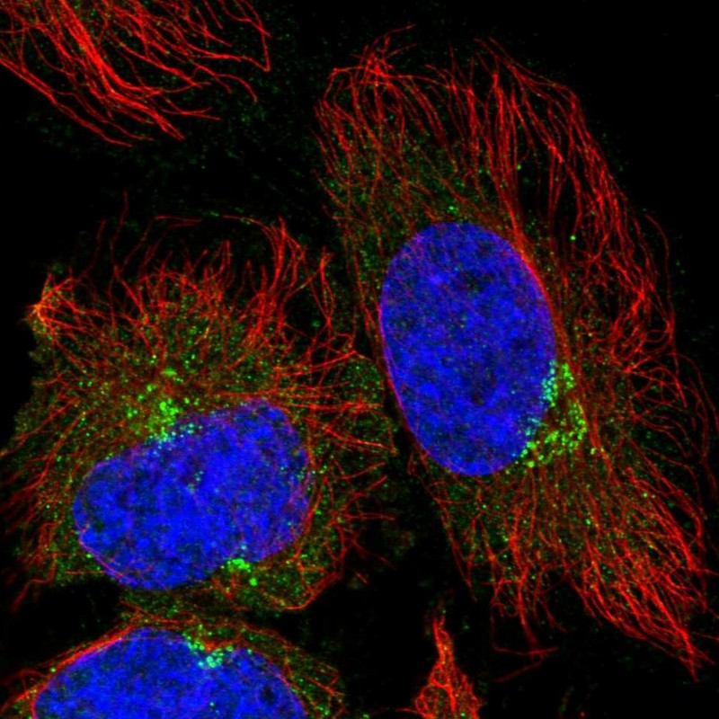 Anti-TRIM44 Antibody