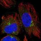 Anti-TRIM44 Antibody