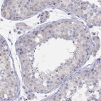 Immunohistochemical staining of human testis shows weak cytoplasmic positivity in cells in seminiferous ducts.