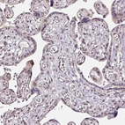 Immunohistochemical staining of human placenta shows no positivity in trophoblastic cells.
