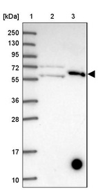 Anti-KLHL29 Antibody