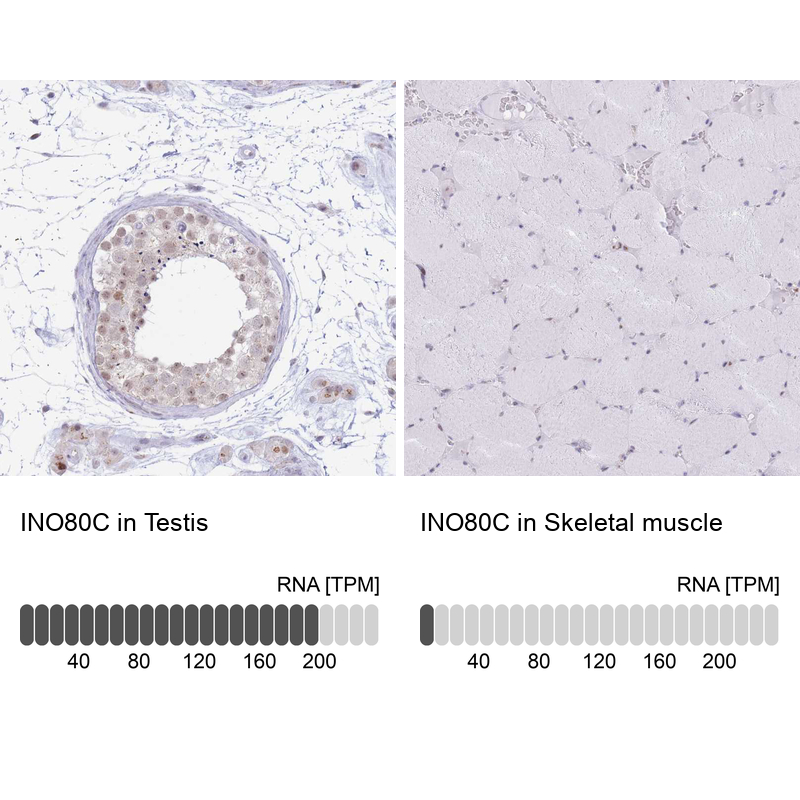 Anti-INO80C Antibody