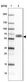 Anti-DPYSL4 Antibody