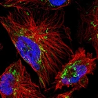 Immunofluorescent staining of human cell line U-251 MG shows localization to nucleoplasm & mitochondria.