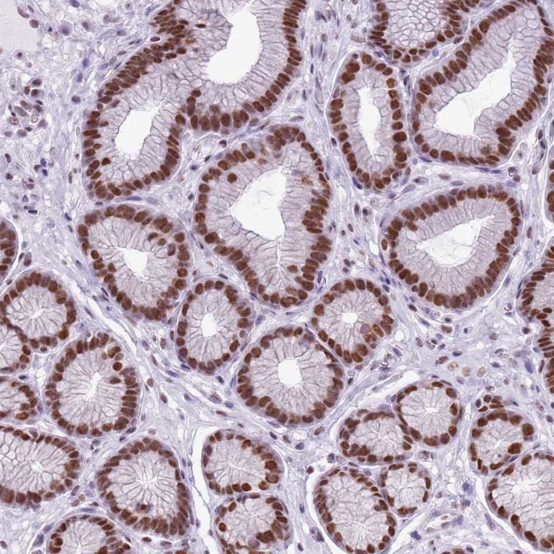 Anti-FAM104B Antibody