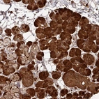 Anti-CPSF4 Antibody
