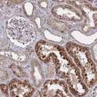 Anti-FMO4 Antibody