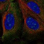 Immunofluorescent staining of human cell line U-2 OS shows localization to nucleoli fibrillar center & endoplasmic reticulum.