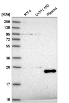 Anti-TAF11 Antibody