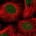 Immunofluorescent staining of human cell line U-2 OS shows localization to nucleoplasm.